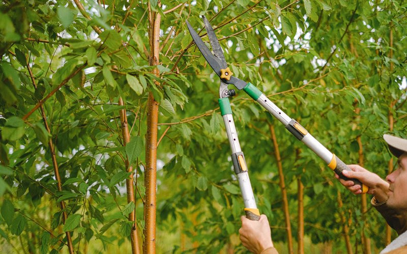 Tree trimming in Hickory Valley, TN