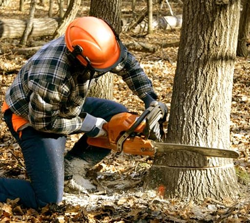 Tree Removal in Hickory Valley, TN